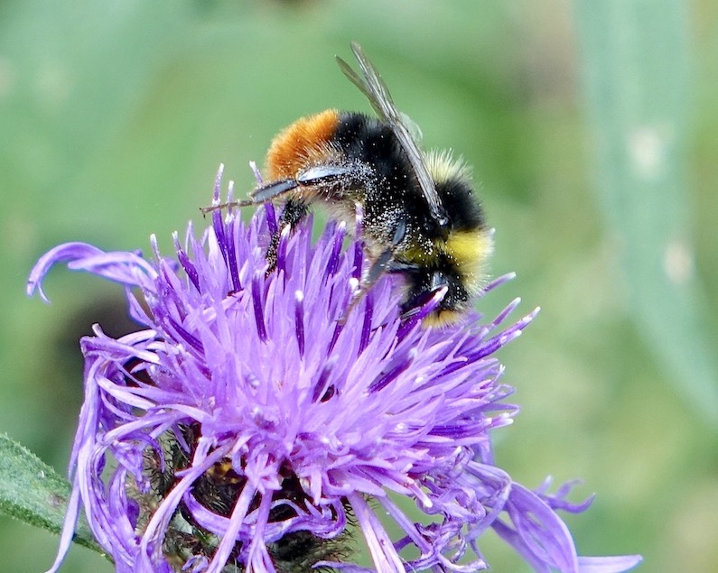 bumblebee